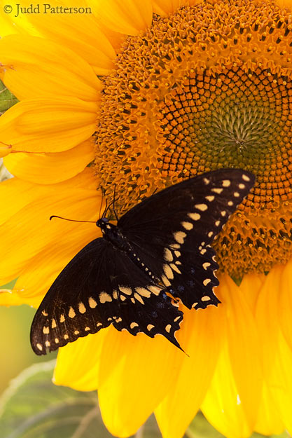 Swallowtailed Sunflower, Saline County, Kansas, United States