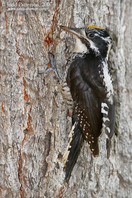 American Three-toed Woodpecker, Cimarron National Grassland, Kansas, United States
