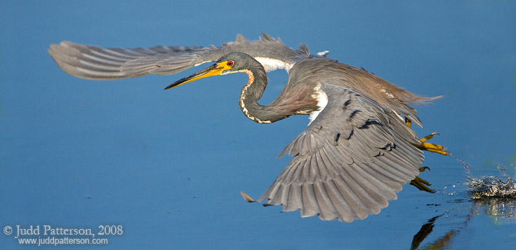 Flight of the Tricolored, Everglades National Park, Florida, United States