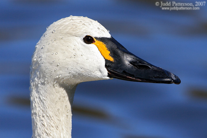 Tundra Swan, Kellogg Biological Station Bird Sanctuary, Michigan, United States