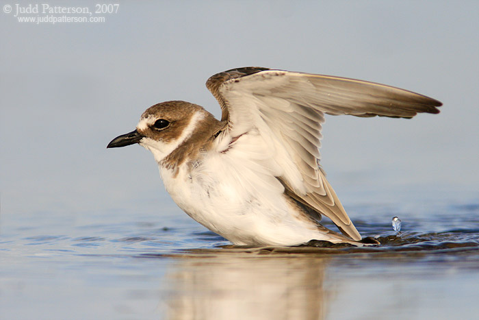 Wilson's Plover Wingstretch, Fort De Soto Park, Florida, United States