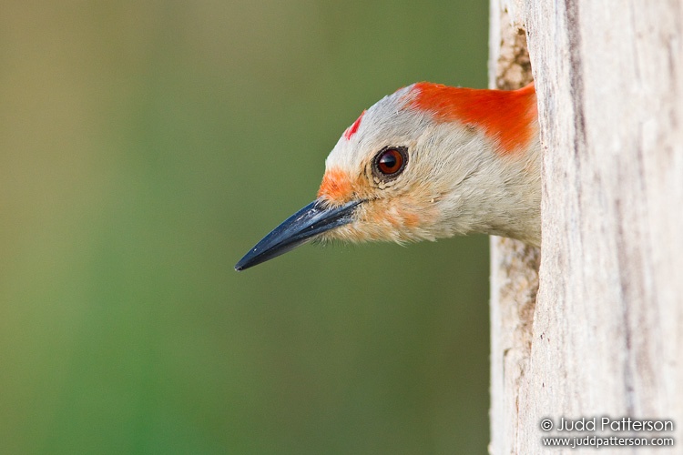 Red-bellied Woodpecker, Everglades National Park, Florida, United States
