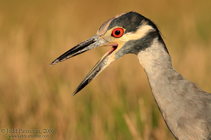 Yellow-crowned Night Heron, Fort De Soto Park, Florida, United States
