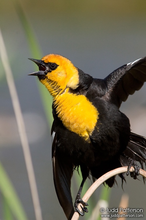 Yellow-headed Blackbird, Jackson, Wyoming, United States