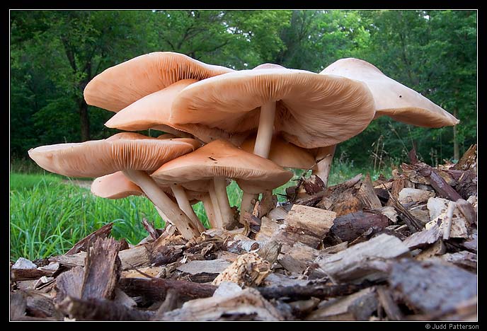 September 2005 - Fungi Forest